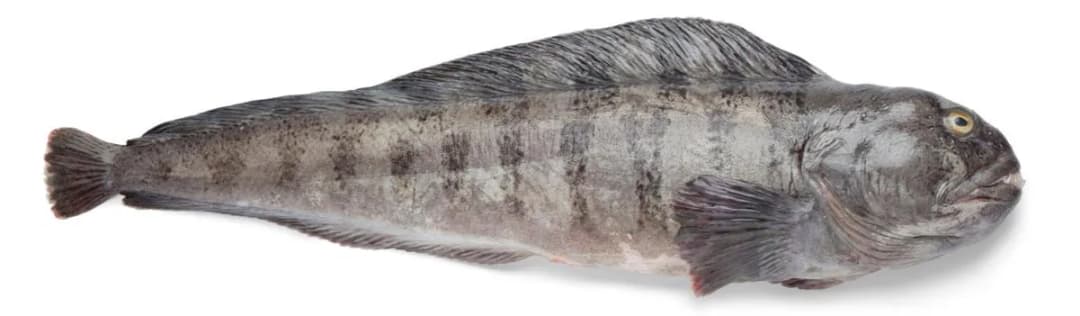 Czy ryba zębacz jest zdrowa? Poznaj prawdę o jej właściwościach odżywczych