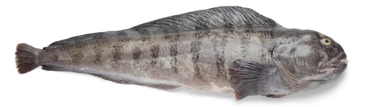 Czy ryba zębacz jest zdrowa? Poznaj prawdę o jej właściwościach odżywczych