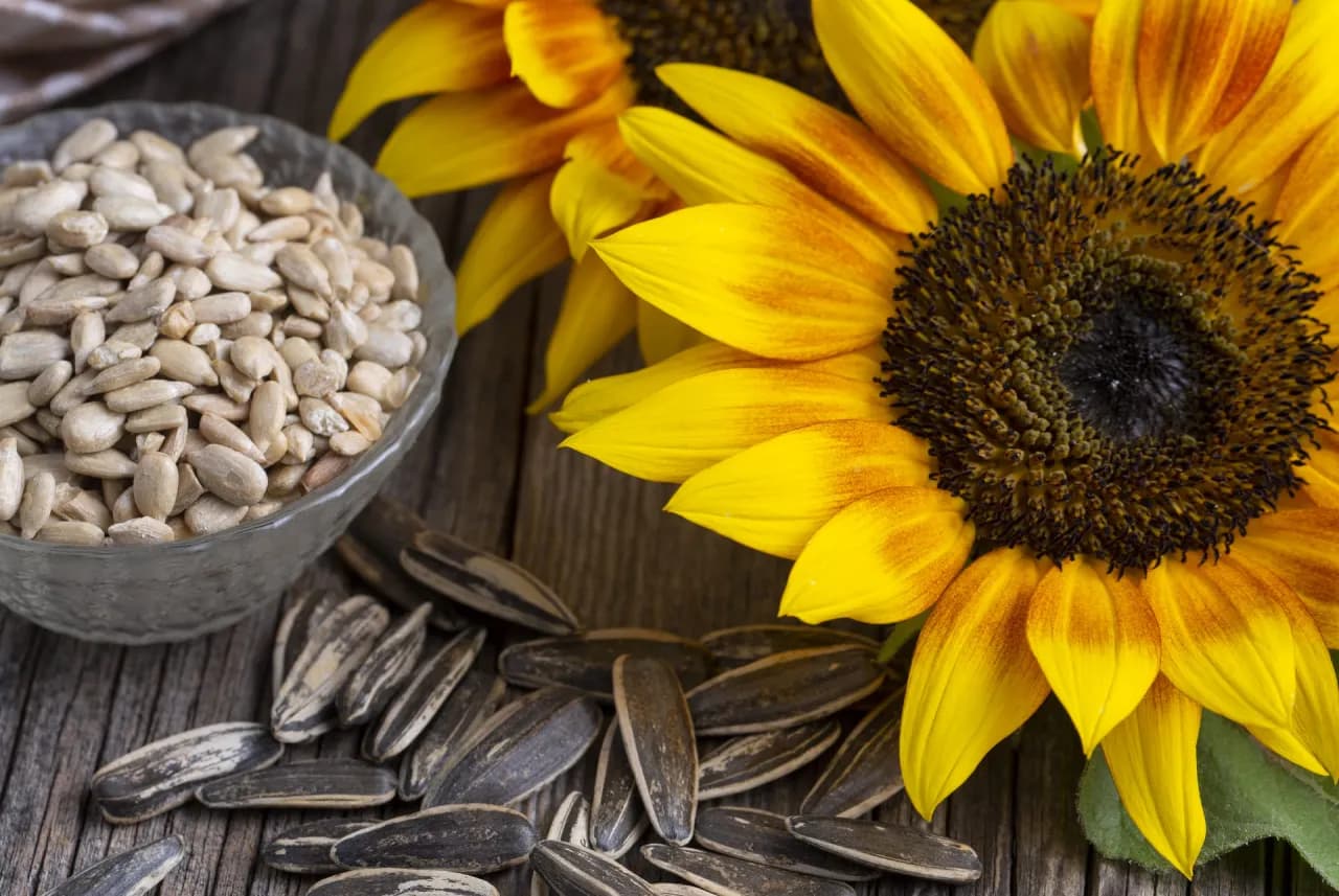 Czy słonecznik jest zdrowy: Poznaj 7 niezwykłych właściwości tej rośliny