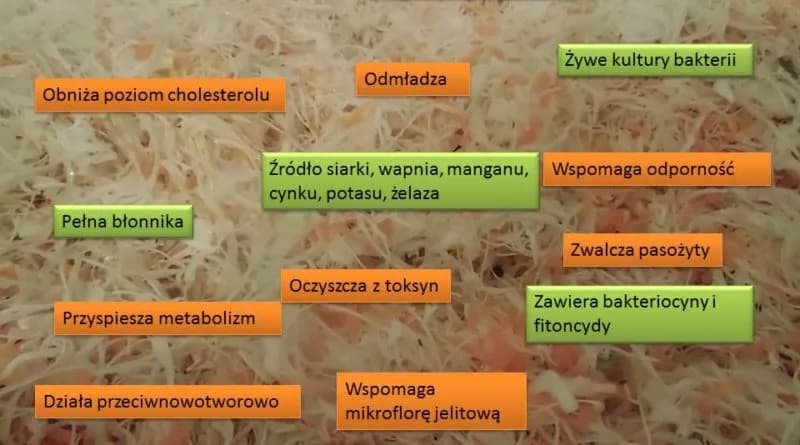 Czy kapusta kiszona jest zdrowa? Oto korzyści i zagrożenia spożycia
