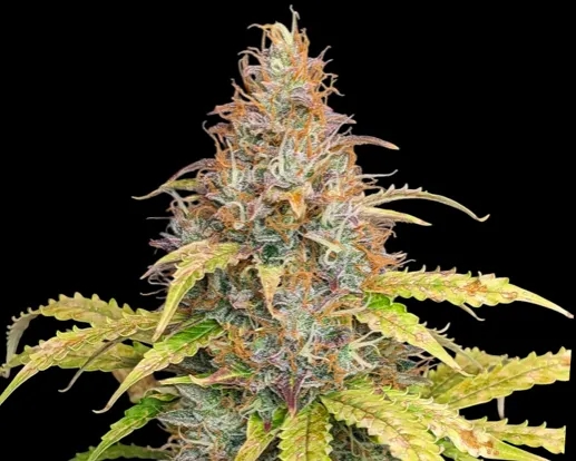 7 konopnych ciekawostek o odmianie Amnesia Haze, których mogłeś nie wiedzieć